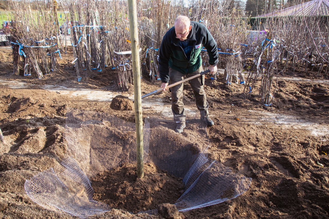 Um die Bäume vor Mäusen zu schützen, sollten Neupflanzungen eingenetzt werden. Wichtig sind ein rundum geschlossenes Netz und ein genügend grosses Loch für den jungen Baum. Bild: Gian Vaitl