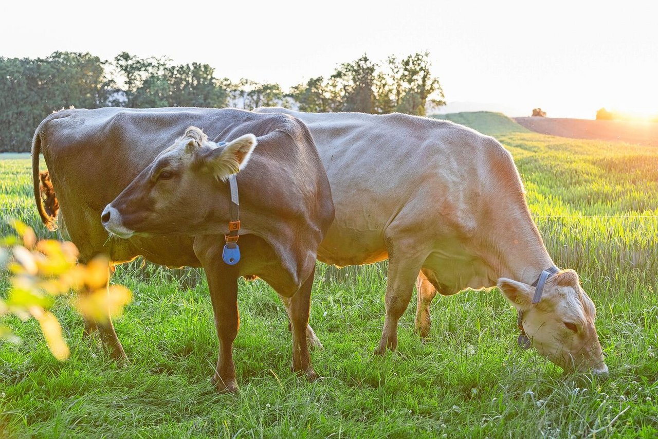 Mithilfe der Wiederkäuer werden die 70 Prozent Grasland in der Schweiz für die menschliche Ernährung nutzbar gemacht.