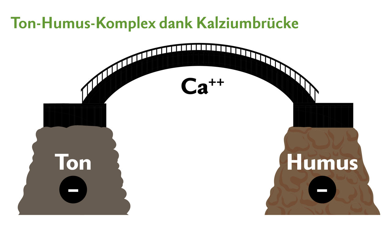 Da Kalzium positiv geladen ist, kann es die negativ geladenen Ton- und Humusteilchen miteinander verbinden. Dadurch wird die Bodenstruktur verbessert. Quelle: Schmidt, 2016