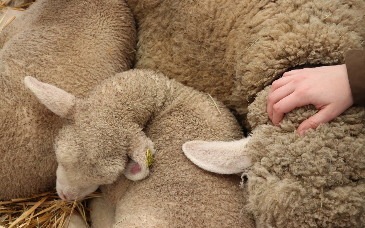 Soziale Dienstleistungen in der Landwirtschaft nutzen das Kostbare der Höfe.