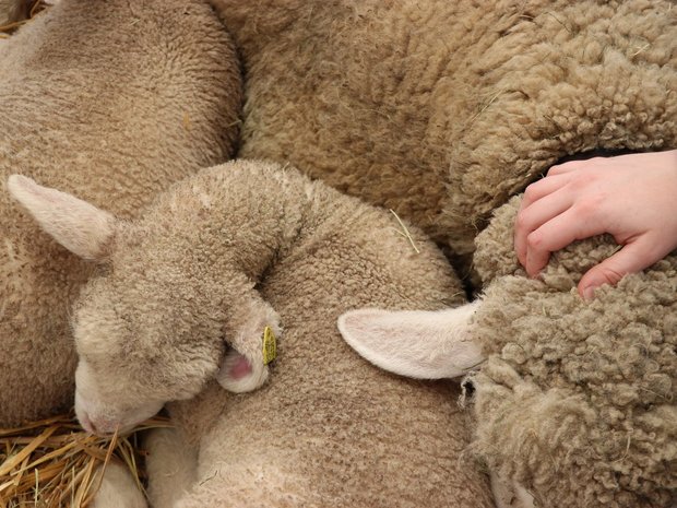 Soziale Dienstleistungen in der Landwirtschaft nutzen das Kostbare der Höfe.