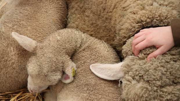 Soziale Dienstleistungen in der Landwirtschaft nutzen das Kostbare der Höfe.