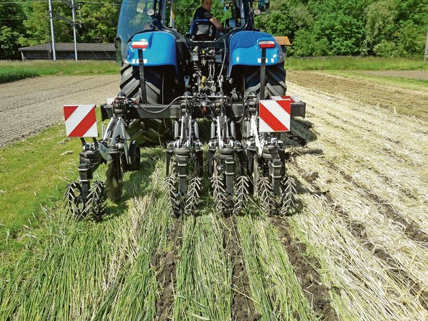 Anbaumethoden im Versuch, um die Fruchtbarkeit der Böden im Seeland zu erhalten Strip-Till-Bearbeitung in den geknickten Grünschnittroggen. Die Strip-Till-Saat ist eine Streifensaat für Reihenkulturen. (Bild BFH-HAFL)