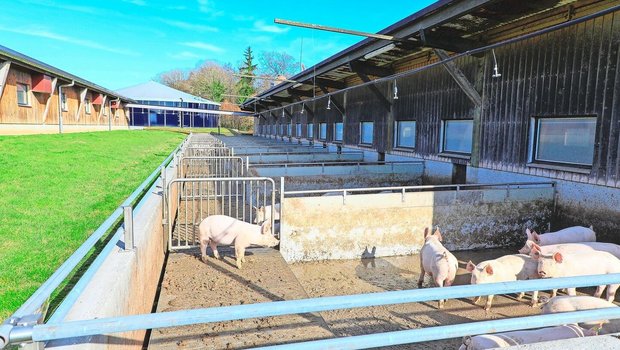 Berieselungsanlage im Auslauf: IP-Suisse-Schweine brauchen bald Abkühlung.