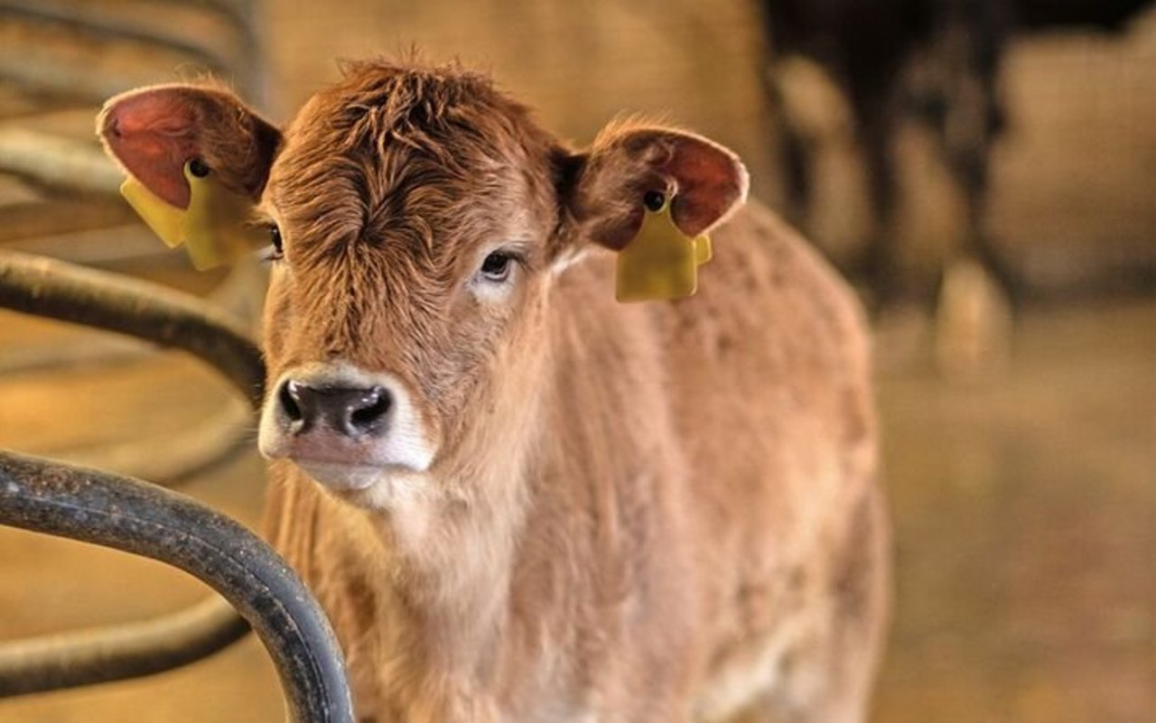 Ein Kalb ohne Hörner steht im Stallgang.