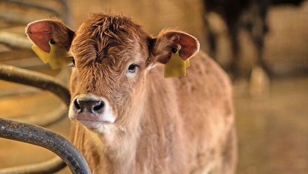 Ein Kalb ohne Hörner steht im Stallgang.