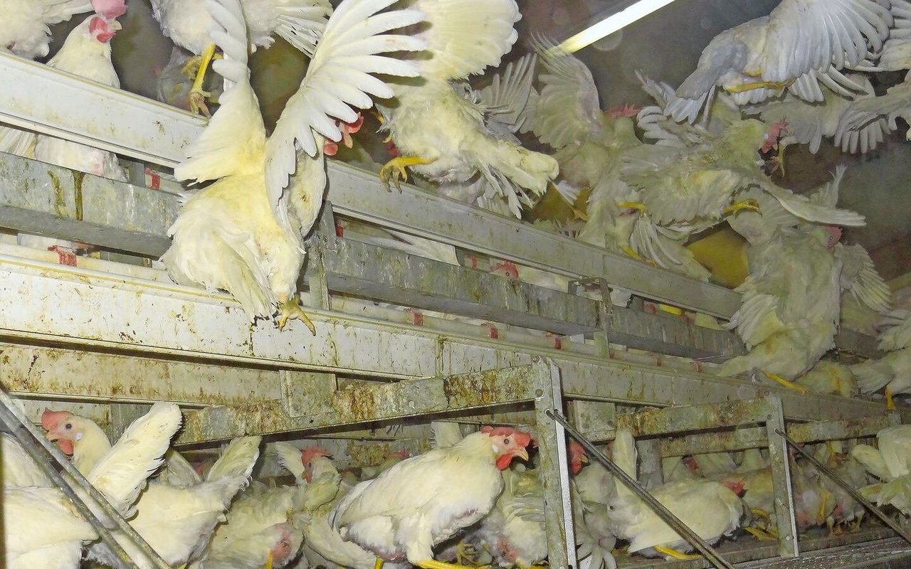 Schadnager bringen in der Nacht Unruhe in den Geflügelstall. Ausserdem verunreinigen sie Futter und Einstreu durch Kot und Urin und übertragen Krankheiten.