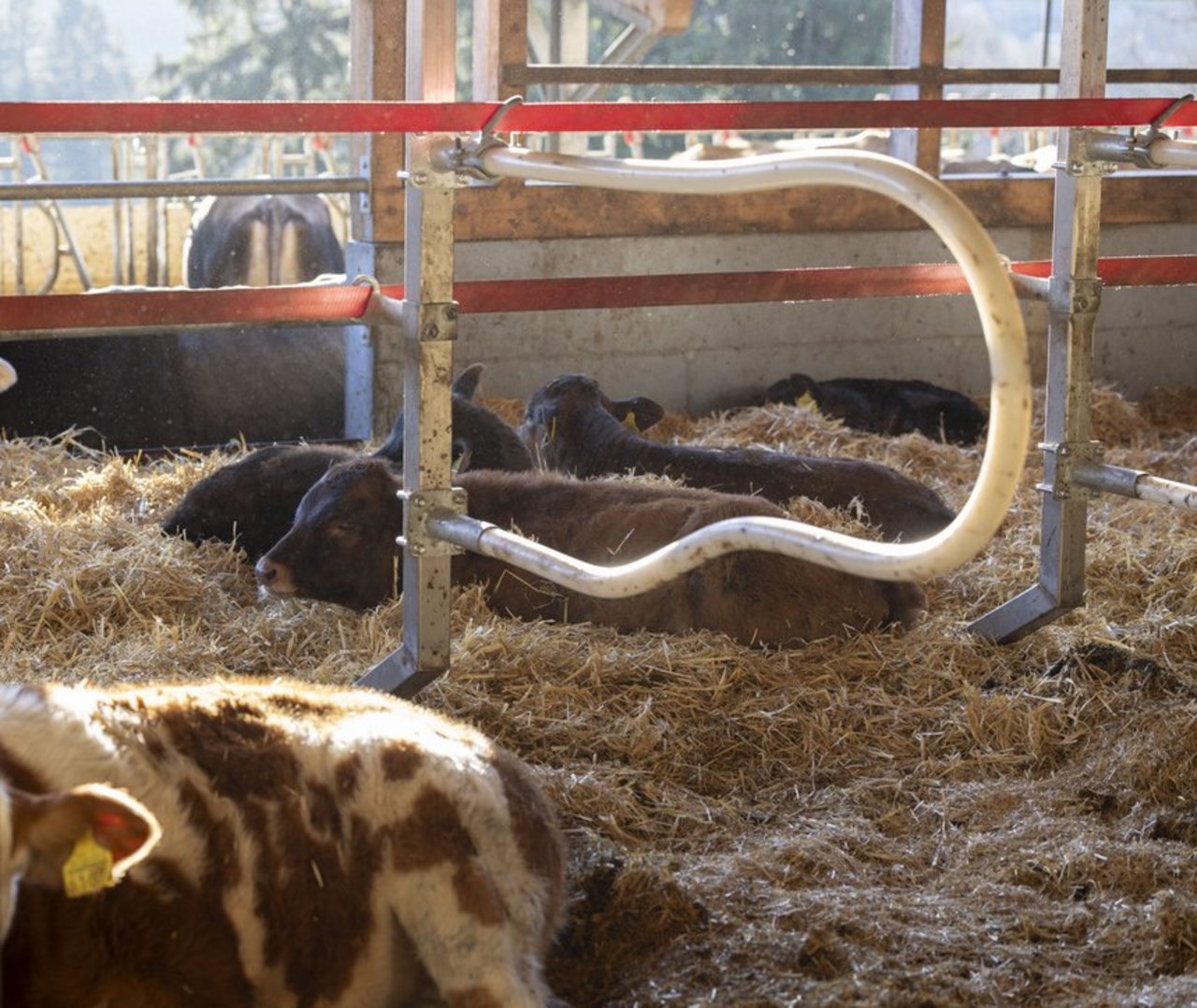 Ein Liegebereich für die Kälber befindet sich direkt vorne an den Liegeboxen. Dadurch haben die Kühe stets Blickkontakt zu ihren Kälbern, was die Herde beruhigt. 
