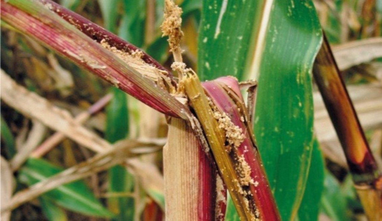 Der Maiszünsler frisst sich durch den Stängel, was diesen zum Abknicken bringt. Bild: Agroline Bioprotect