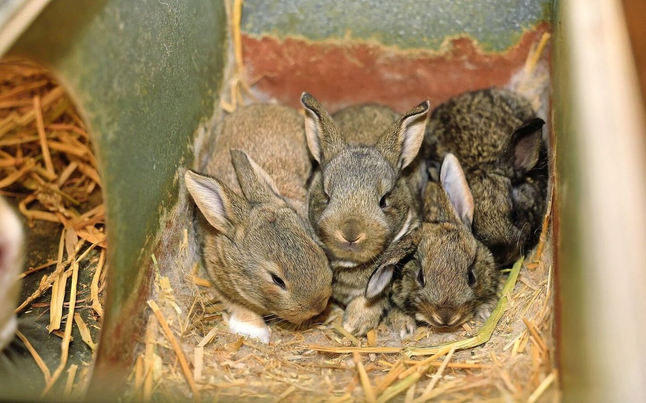 Michael Notter züchtet seine Mastkaninchen selber. Er kann somit die Produktion der Mastkaninchen gut planen und sehr flexibel Kaninchen liefern.