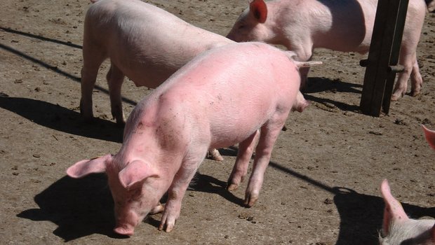 Schweine: Schutz vor Hitze und Sonnenbrand Besonders frisch eingestallte Jager verbrennen sich, da sie sich noch nicht an die Sonne gewöhnen konnten. Bild: Suisag