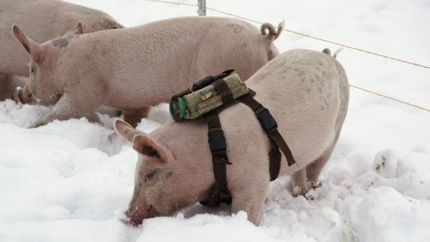 Mit einer «Kamerasau» vermarkten Leandra und Köbi Hagmann in Necker SG das Fleisch ihrer Schweine aus Freilandhaltung. (Bild: «die grüne» / Michael Götz)