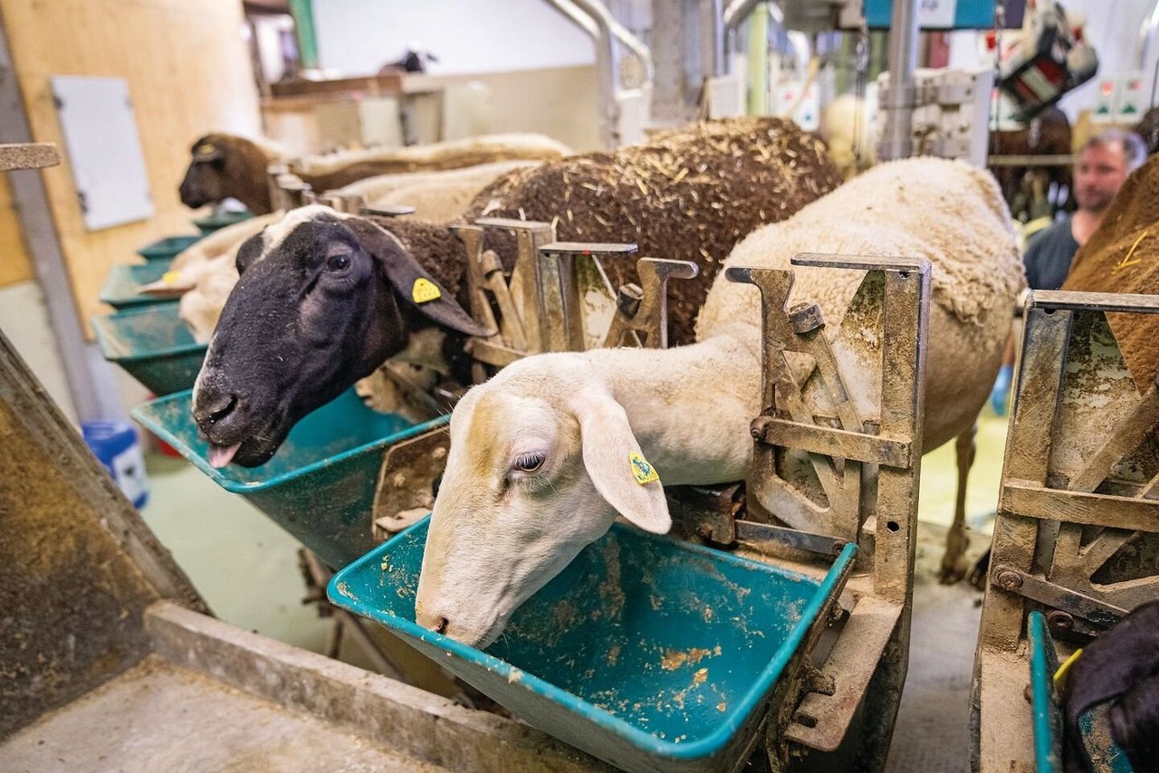 Im Melkkarussell bekommen die Schafe etwas Kraftfutter, damit sie gerne zum Melken kommen.