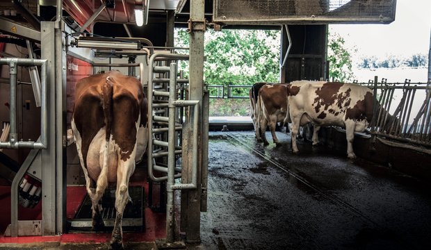 Beim Lely Melkroboter stehen die Kühe dank der I-Flow-Aufstellung beim Melken nahe bei der Herde. Bild: Pia Neuenschwander. 