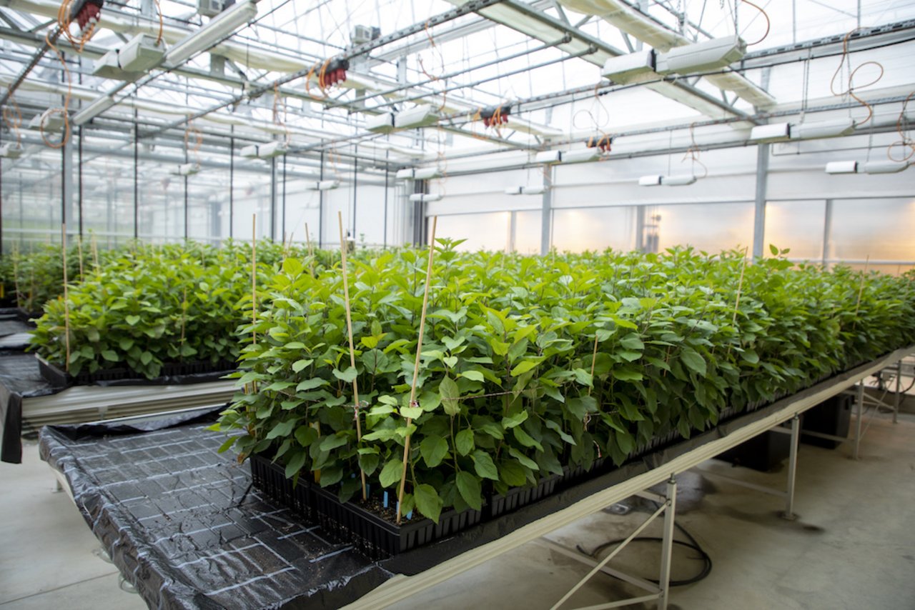 Im Gewächshaus der Agroscope in Wädenswil wächst ein Heer von jungen Apfelbäumen heran. Bild: Gian Vaitl