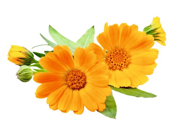 Garten-Ringelblume – Calendula officinalis L – Die Ringelblume fördert die Wundheilung, auch bei solchen mit schlechter Heilungstendenz. Man kann damit zum Beispiel eine Ringelblumen-Tinktur zur Wundreinigung herstellen. 