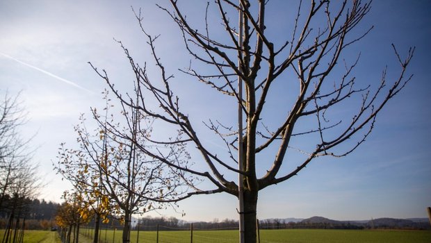 Hochstamm-Obstbäume sind eine Investition für mehrere Generationen.