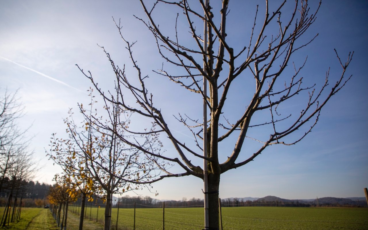 Hochstamm-Obstbäume sind eine Investition für mehrere Generationen.