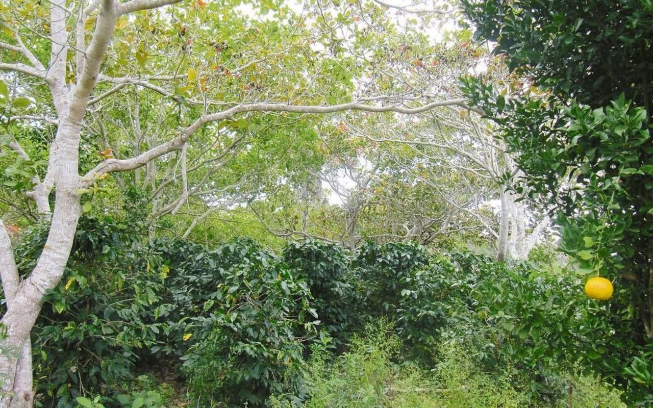 Kaffee-Cashew-Citrus-Agroforstsystem in Bolivien, eine ökologische Alternative zum Sojaanbau. 