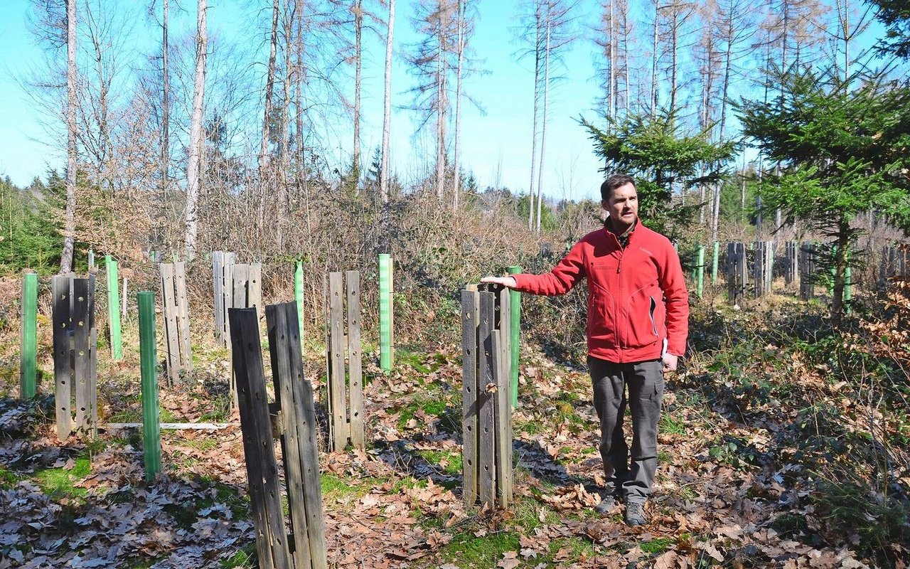 Christoph Aeberli in einer Eichenpflanzung. Pflanzungen sind zeit- und kostenintensiv und erfolgen nur, wenn es keine Alternativen gibt.