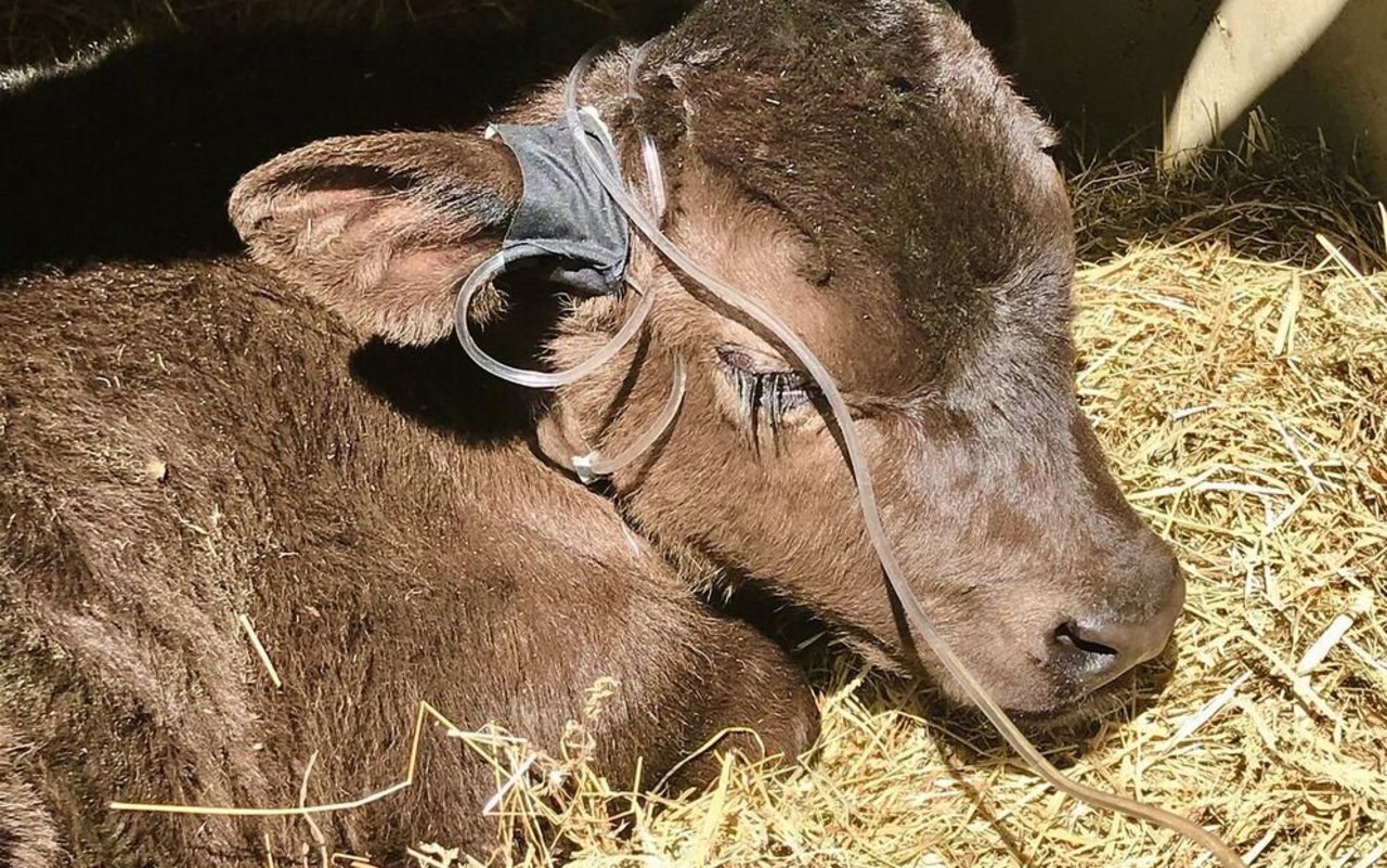 Kälber mit Durchfall können festliegen, wenn sie zu viel Flüssigkeit und Elektrolyte ver-lieren. Eine Infusion hilft gegen Austrocknung und Übersäuerung.