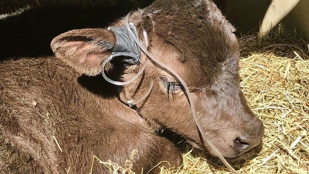 Kälber mit Durchfall Kälber mit Durchfall können festliegen, wenn sie zu viel Flüssigkeit und Elektrolyte ver-lieren. Eine Infusion hilft gegen Austrocknung und Übersäuerung.
