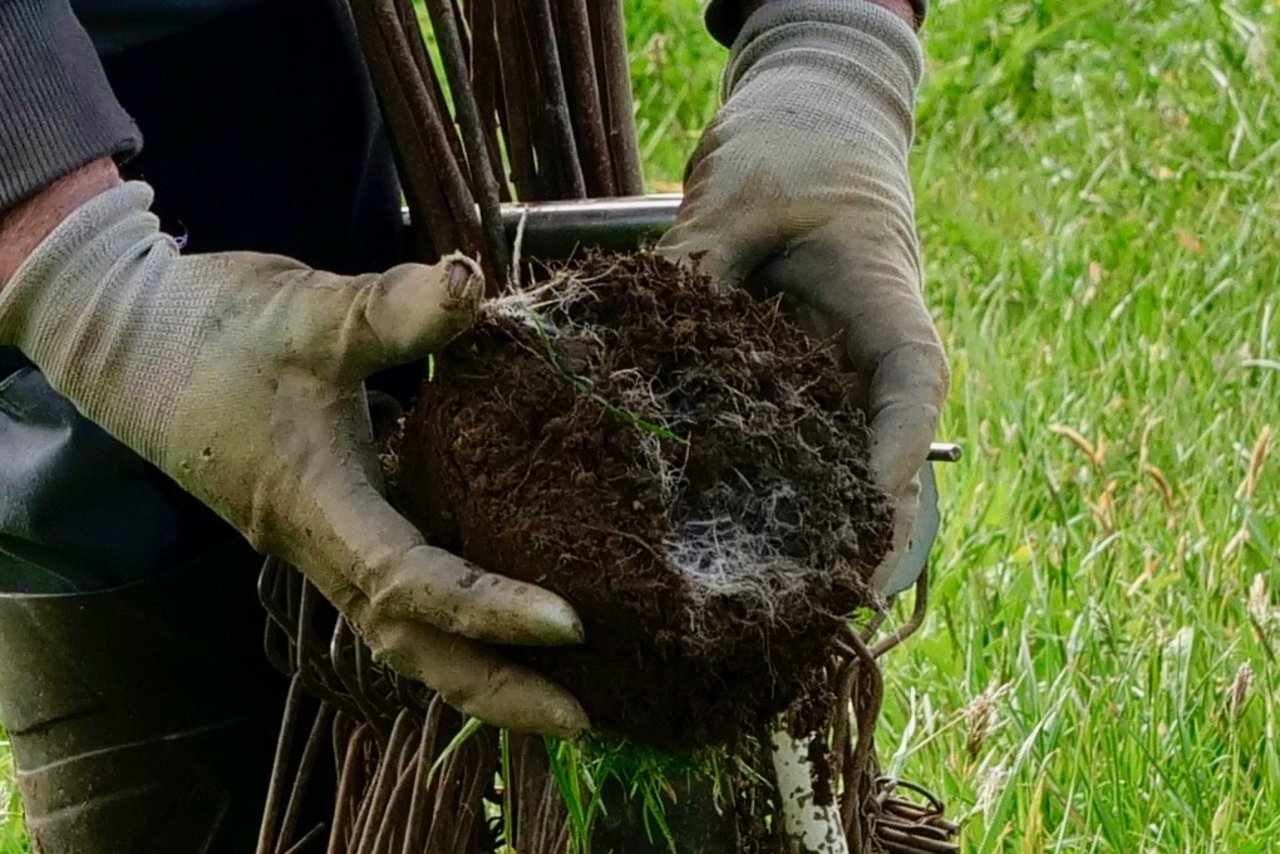 Der Gang ist auf der Grasrondelle gut zu sehen. Dieser Mäuse-Bau ist nicht mehr bewohnt, das sieht man an den feinen Graswurzeln. Bild: Martina Rüegger