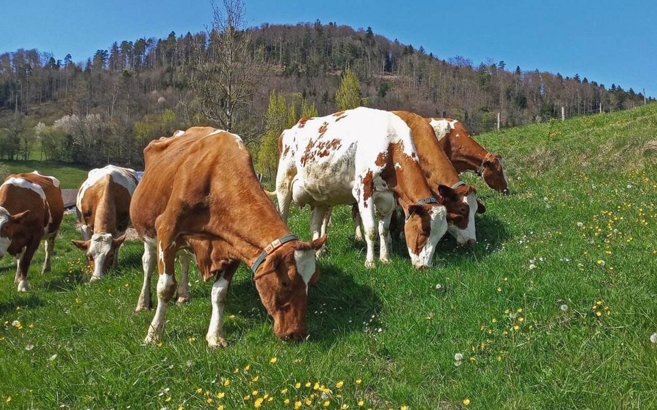 Swiss Fleckvieh auf einer Weide.