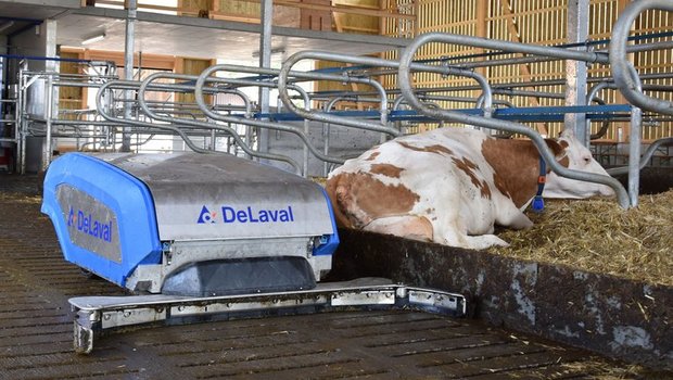 Der Entmistungsroboter sorgt im Stall für mehr Sauberkeit. (DeLaval)