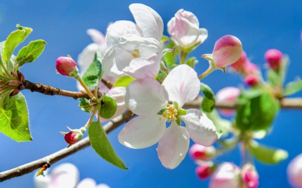 Weisse Apfelblüten vor blauem Himmel.