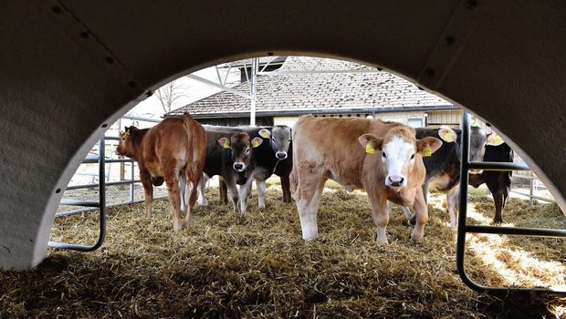 Mit Stroh eingestreut und überdacht wird der Auslauf von diesen «Freiluftkälbern» rege genutzt. Die frische Luft habe seinen Kälbern gutgetan, sagt Landwirt Thomas Waeber: «Denn schlechte Luftqualität im Iglu greift die Lunge an.»