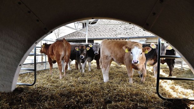 Konzept «Freiluftkalb» IP-Suisse Mit Stroh eingestreut und überdacht wird der Auslauf von diesen «Freiluftkälbern» rege genutzt. Die frische Luft habe seinen Kälbern gutgetan, sagt Landwirt Thomas Waeber: «Denn schlechte Luftqualität im Iglu greift die Lunge an.»