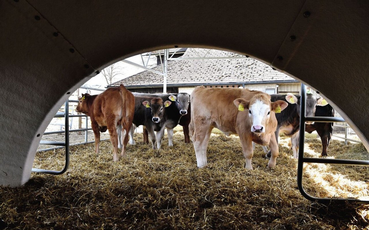 Mit Stroh eingestreut und überdacht wird der Auslauf von diesen «Freiluftkälbern» rege genutzt. Die frische Luft habe seinen Kälbern gutgetan, sagt Landwirt Thomas Waeber: «Denn schlechte Luftqualität im Iglu greift die Lunge an.»