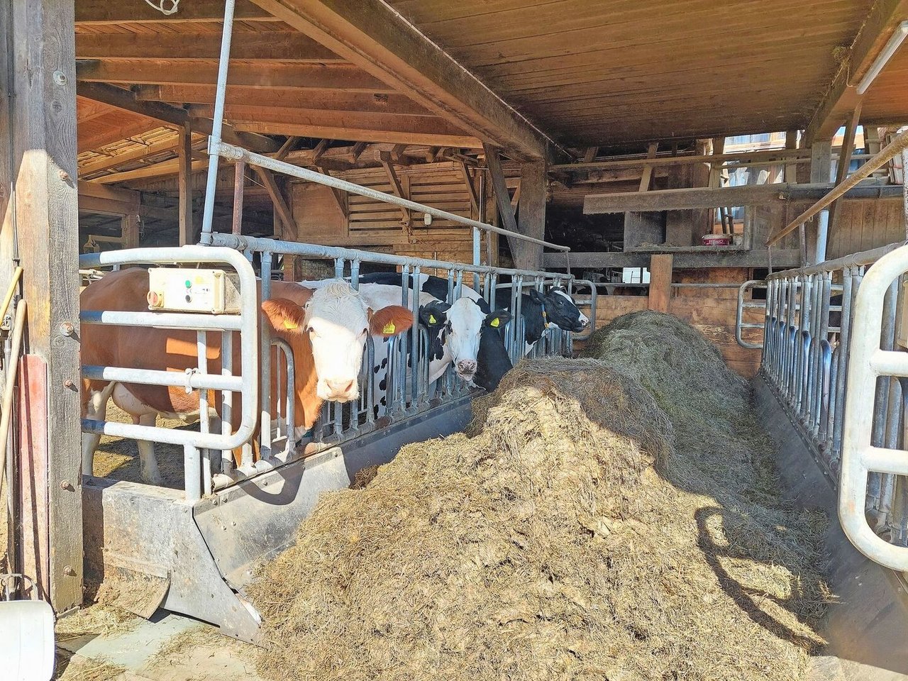 Reto Lehmann füttert seine Kühe am Weelink. Per Knopfdruck schiebt er das Fanggitter näher an die Grassiloballen. Die Häckselballen sind mit diesem Fütterungssystem vorteilhaft, weil die Kühe das kurz geschnittene Futter weniger selektieren.