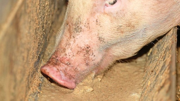 Schweine sind bekann Schweine sind bekannt als Veredler von Nebenprodukten aus der Lebensmittelherstellung.