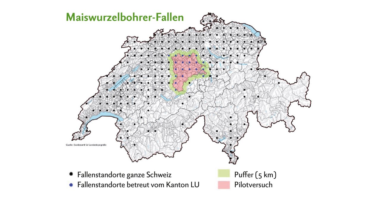 Die Standorte für die Fallen wurden 2020 schweizweit anhand einem Gitternetz, das über die Schweiz gelegt wurde, vorgegeben. Quelle: Bundesamt für Landestopografie