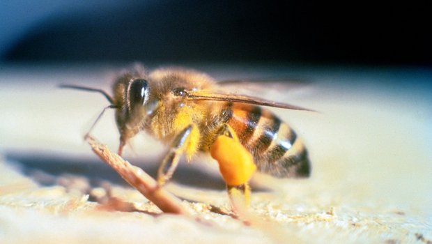 Die  «afrikanisierten Bienen» entstehen aus einer Kreuzung von Honigbienen europäischer Abstammung mit Wildbienen afrikanischen Ursprungs. (Bild Jeffrey W. Lotz, Florida Department of Agriculture and Consumer Services, Bugwood.org) 
