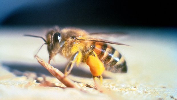 Die «afrikanisierten Bienen» entstehen aus einer Kreuzung von Honigbienen europäischer Abstammung mit Wildbienen afrikanischen Ursprungs. (Bild Jeffrey W. Lotz, Florida Department of Agriculture and Consumer Services, Bugwood.org) 