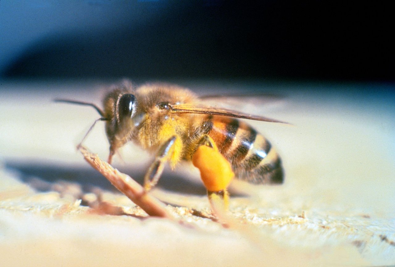 Die  «afrikanisierten Bienen» entstehen aus einer Kreuzung von Honigbienen europäischer Abstammung mit Wildbienen afrikanischen Ursprungs. (Bild Jeffrey W. Lotz, Florida Department of Agriculture and Consumer Services, Bugwood.org) 
