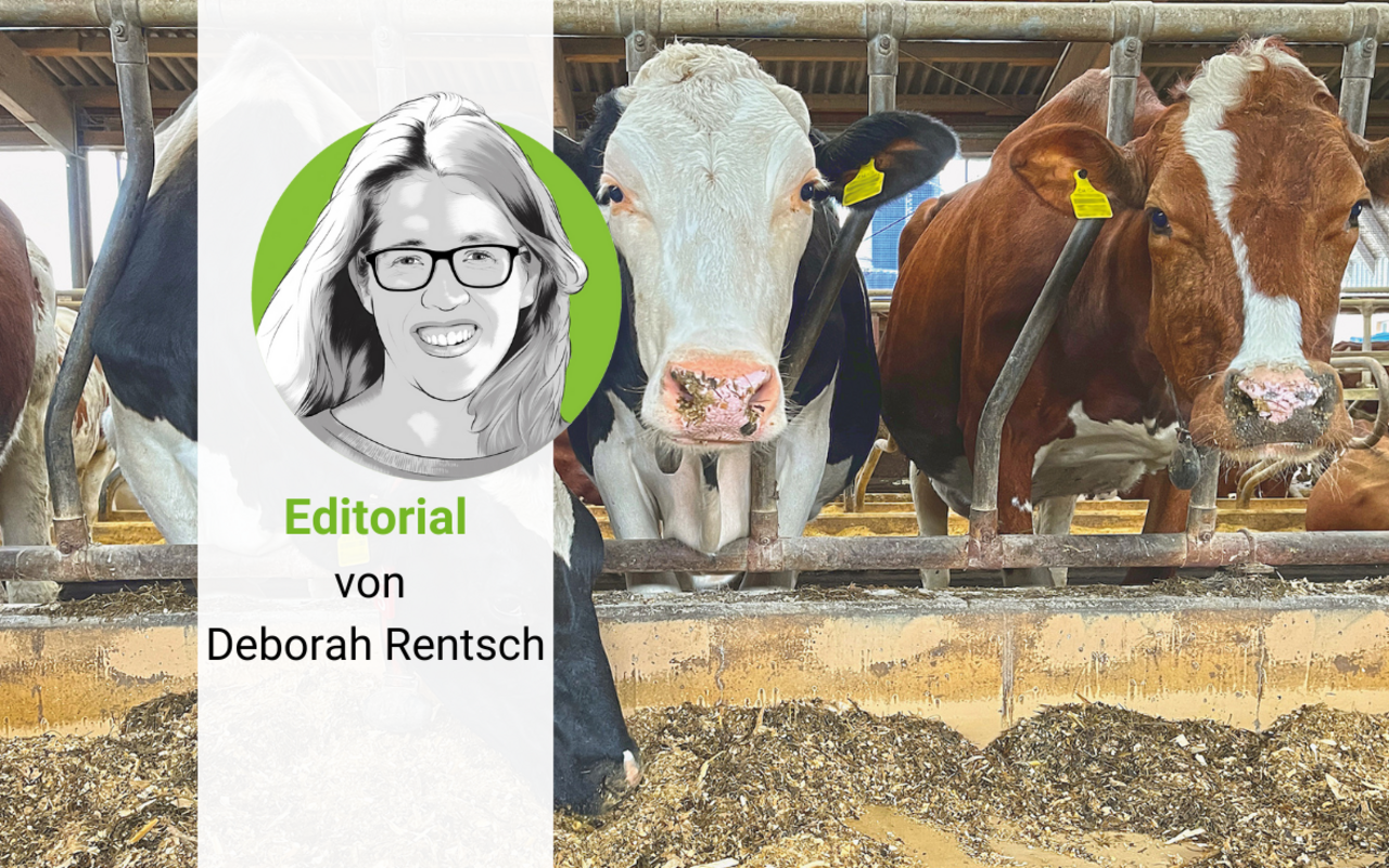 Die Porträt-Zeichnung von Deborah Rentsch, vor einem Foto von drei Kühen, die den Kopf durch das Gitter strecken und Futter fressen.