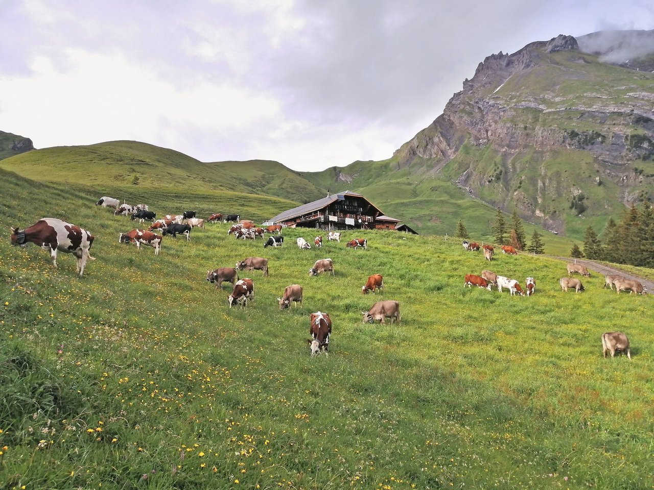 Auf der Alp Pommern sömmern die Kühe der Familien Bergmann und Bühler. Aus ihrer Milch macht Martin Bergmann Gletscherbach-Käse. Bild: Martin Bergmann