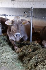 Betrieb von Atzigen: Eine Kuh streckt demonstrativ ihr Bein u¨ber den Gummilappen auf den Futtertisch. Bild: Martina Rüegger 
