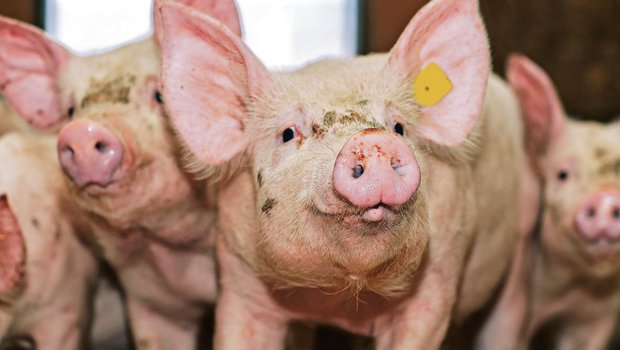 Nicht nur wegen Schweinen und ihren Gerüchen ist die tierintensive Luzerner Landwirtschaftunter Druck. (Symbolbild «die grüne»)