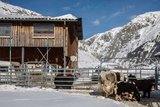 Die Yaks vom Schweizer Landwirt Adrian Regli in Andermatt UR. 