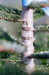 Natu¨rlicher Wachstumsregulator: Die Einschnitte im Kambium hemmen das Längenwachstum. Bild: Martina Rüegger 