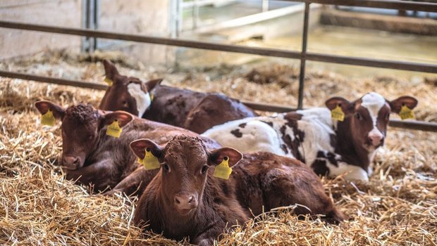 Gesundheit Kalb Kälber liegen in trockener Einstreu.