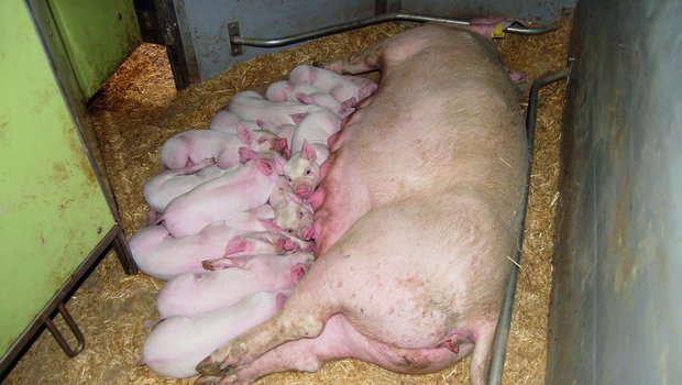 Schwein Kolostrum Eine Muttersau säugt ihre Ferkel.