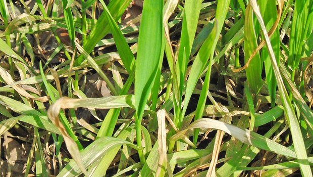 Mangan-Mangel bei Weizen ähnelt einem Herbizid-Schaden. Bild: zVg