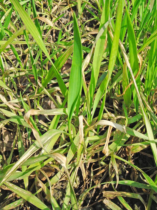 So wichtig sind Spurenelemente für Pflanzen Mangan-Mangel bei Weizen ähnelt einem Herbizid-Schaden. Bild: zVg