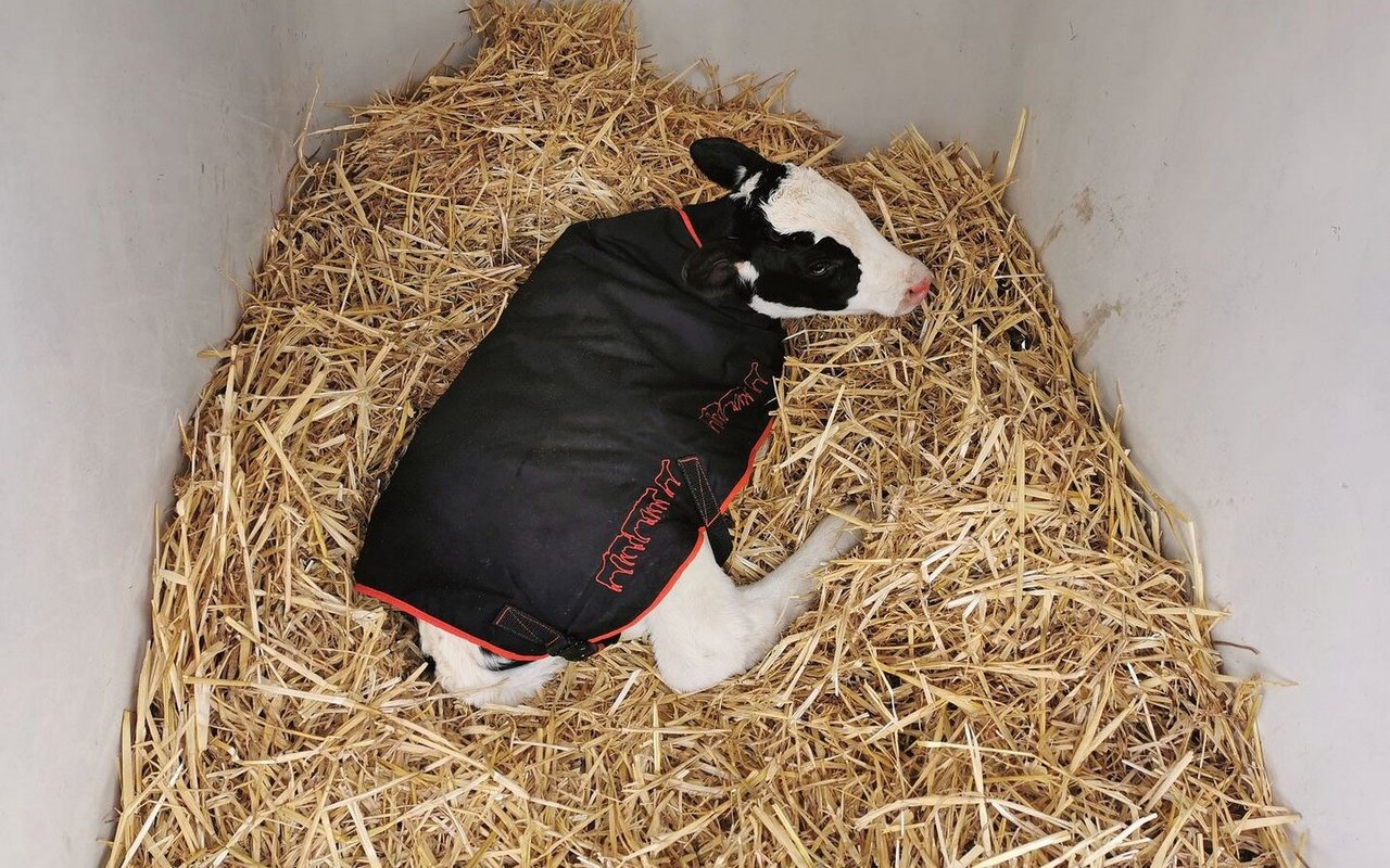 Ein Kalb liegt im Stroh und ist mit einer Decke zugedeckt.